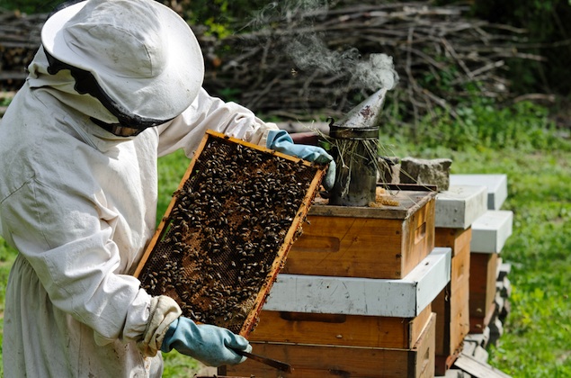 Honeybee Farming - E Agriculture Service for Farmers – Bakhabar Kissan