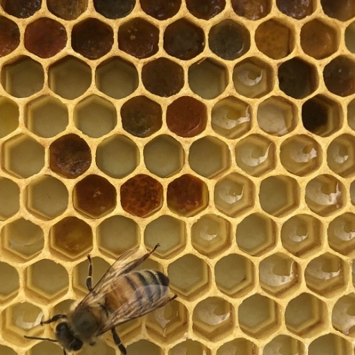 Beehive Rental Services | Minneapolis MN - Ames Farm Single Source Honey