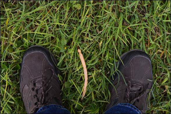 A pair of shoes on grass

Description automatically generated with medium confidence