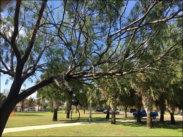 A group of trees in a park

Description automatically generated with medium confidence