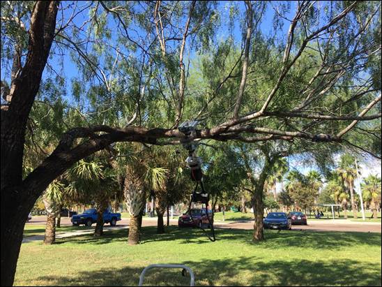 A group of trees in a park

Description automatically generated with low confidence