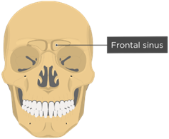 Frontal Sinus