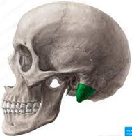 Frontal Sinus