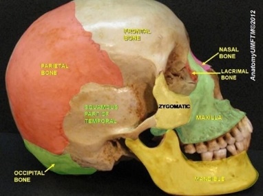 Frontal Sinus