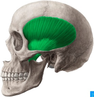Frontal Sinus